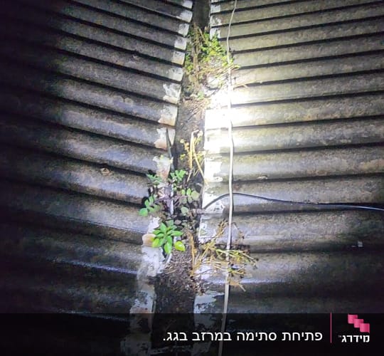 גג עם צמחייה בין רעפים